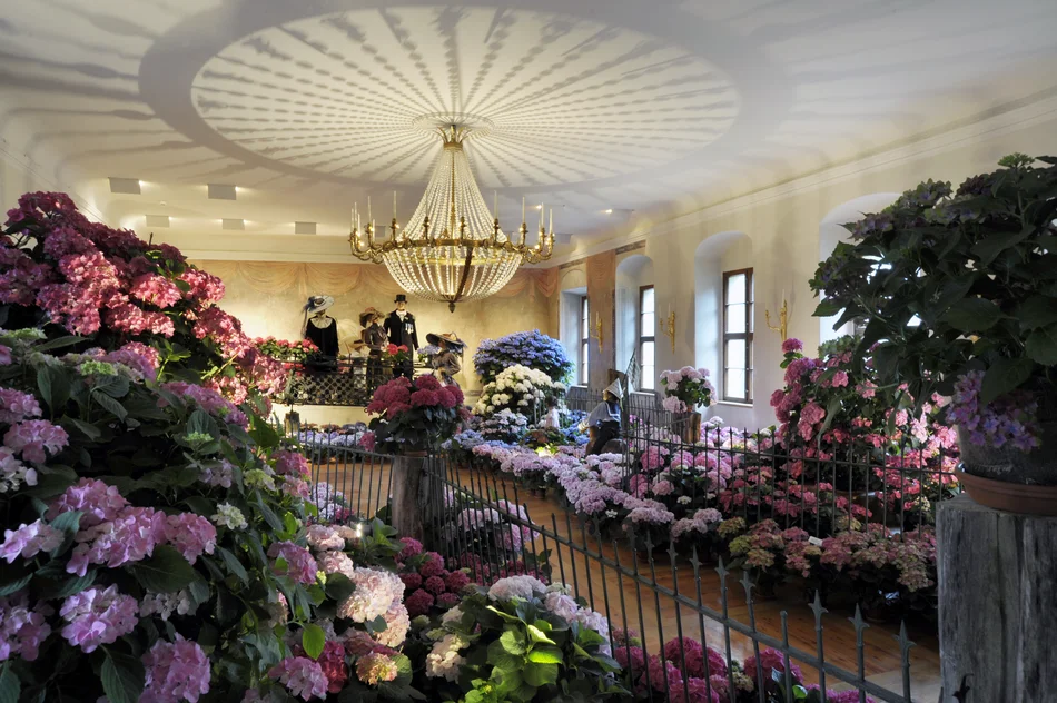 Hortensien in der Gründerzeit