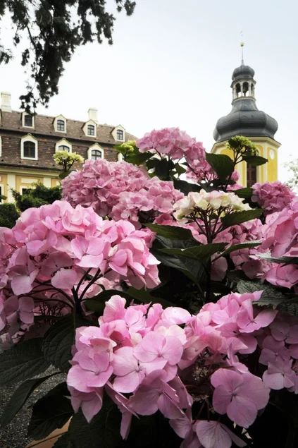Hortensiensorte Schloß Zuschendorf