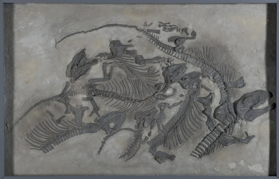 Das Foto zeigt ein Fossil.