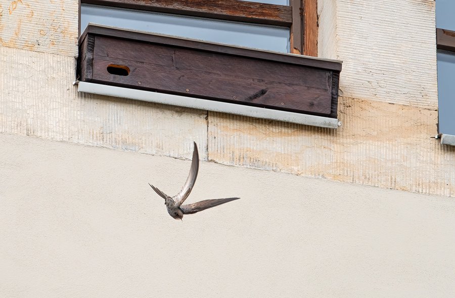 Foto eines kleinen schlanken Vogels, der an Hausfassade entlangfliegt
