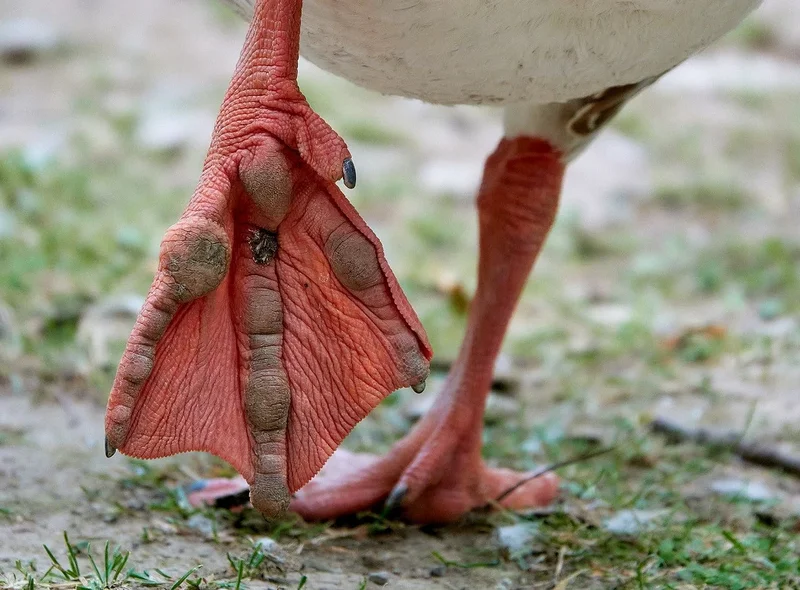 Die roten, mit Schwimmhäuten versehenen Füße eines watschelnden Wasservogels