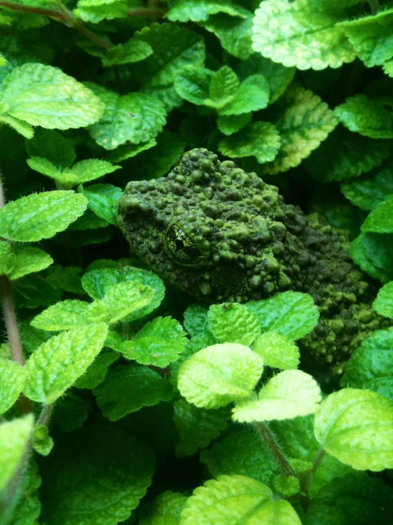 Ein grüner Frosch, der gut getarnt aus grünen Blättern hervorschaut