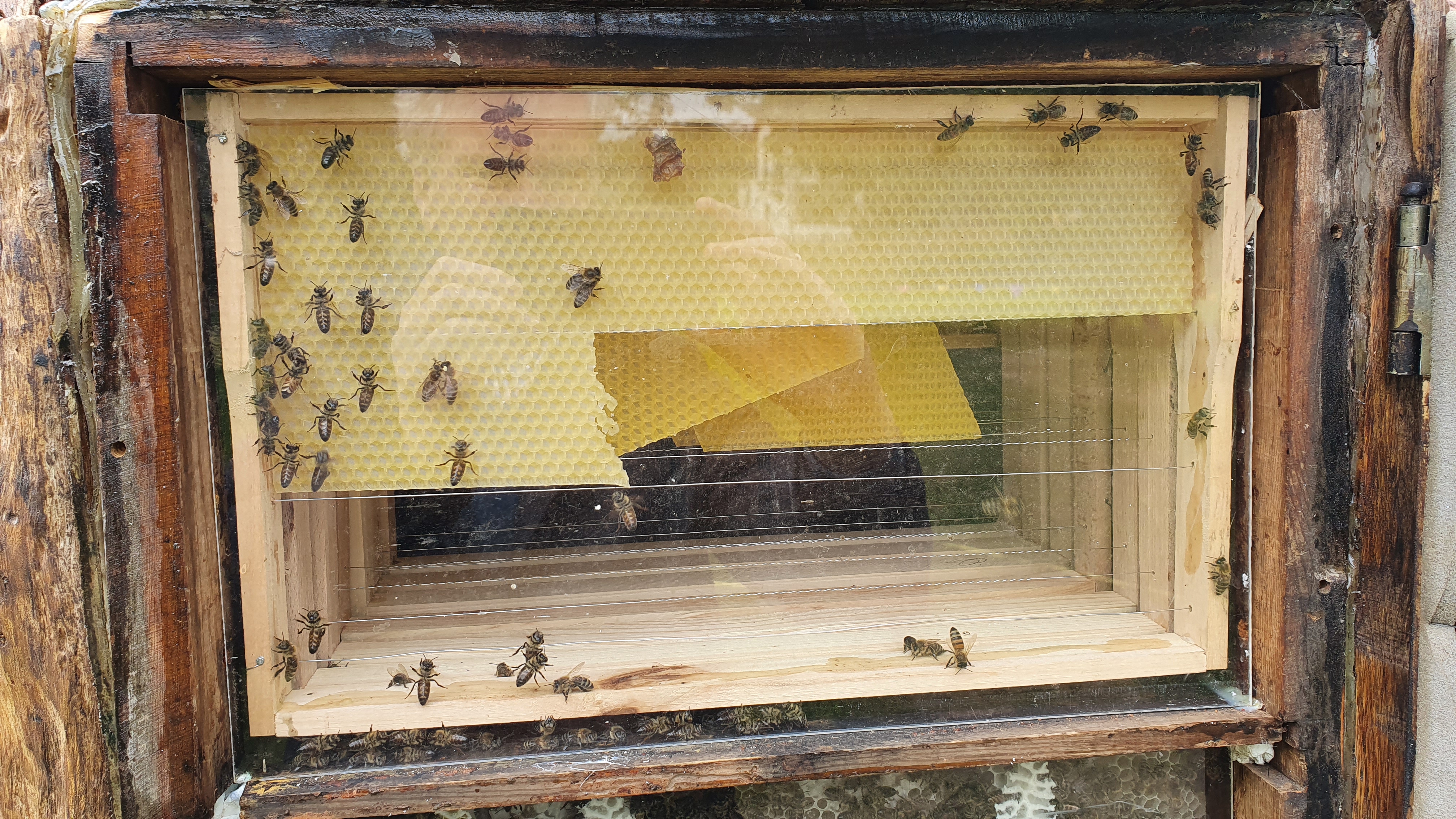 Offener, von einer Glasscheibe bedeckter Bienenstock mit Waben und Bienen