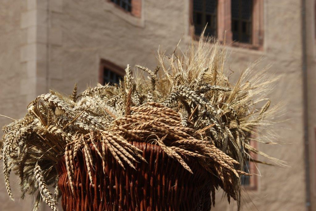 Foto eines mit Getreide-Ähren gefüllten Bastkorbes, im Hintergrund die Mauern des Schlosses