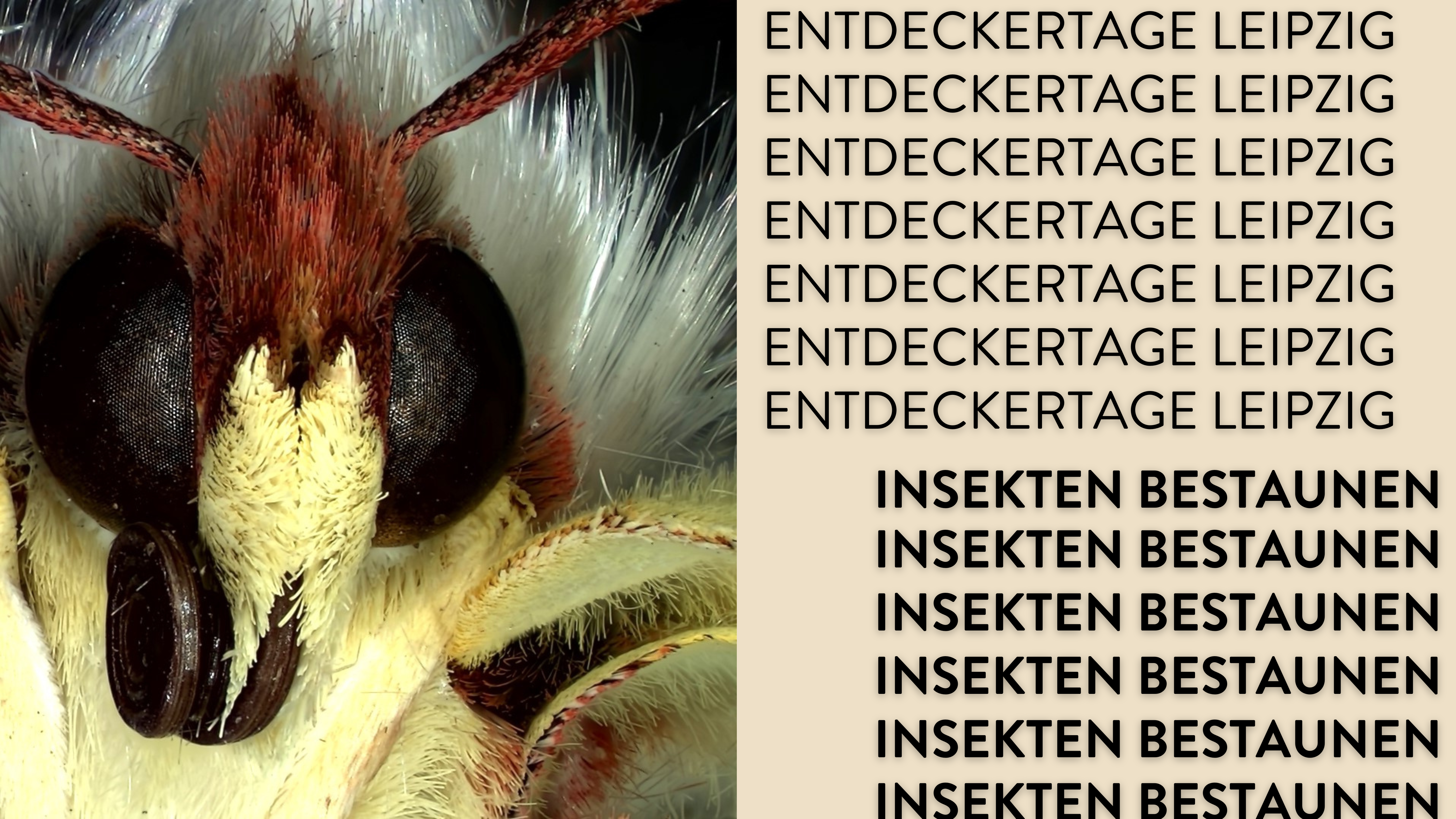 Neben dem Schriftzug "Entdeckertage Leipzig - Insekten bestaunen" ist eine farbige Nahaufnahme eines Insektenkopfes.