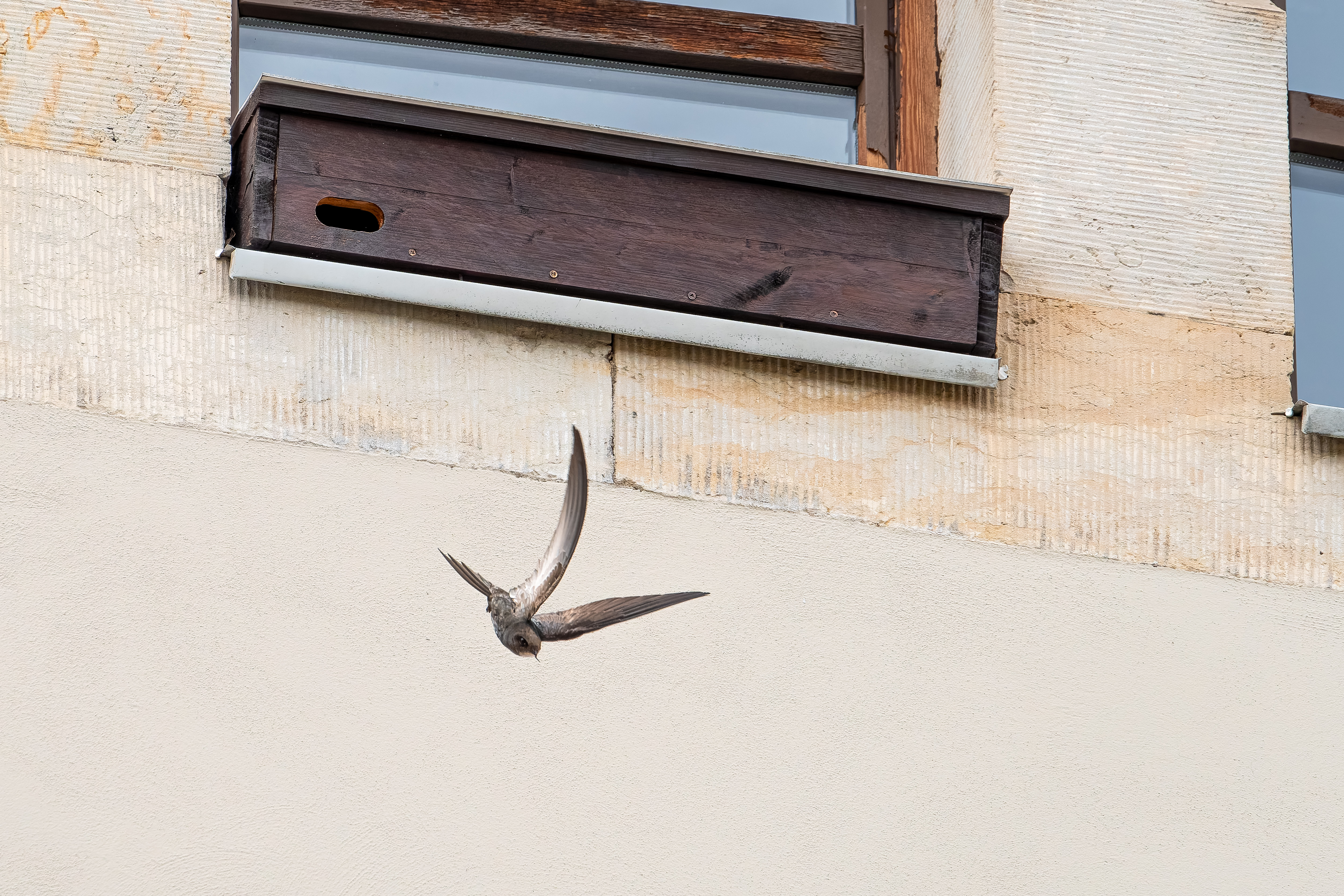 Ein brauner Vogel mit schmalen, spitz zulaufenden Flügeln fliegt an einer Hausfassade entlang.