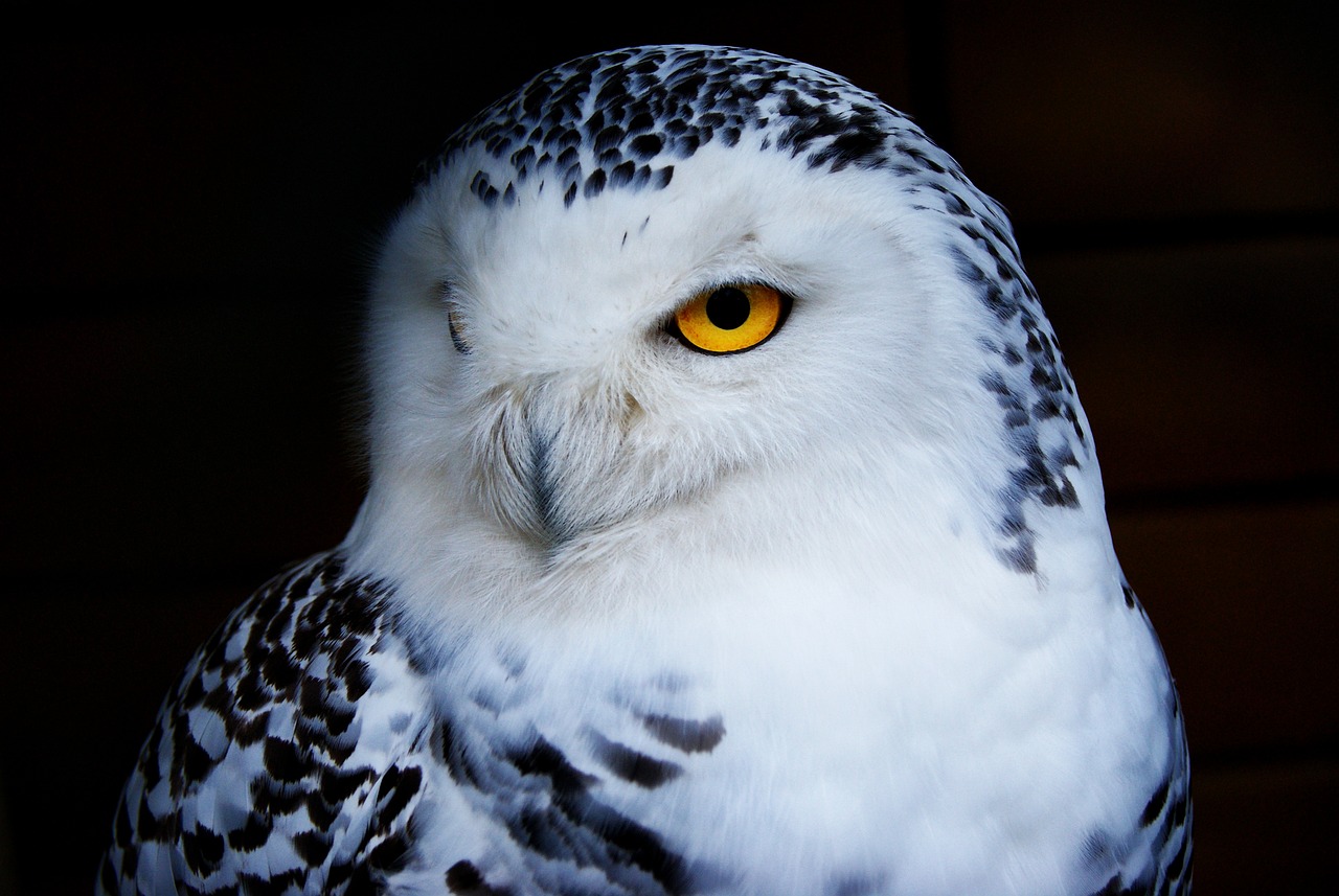 Nahaufnahme eines weißen Eulenvogels mit gelben Augen, die direkt in die Kamera zu blicken scheinen