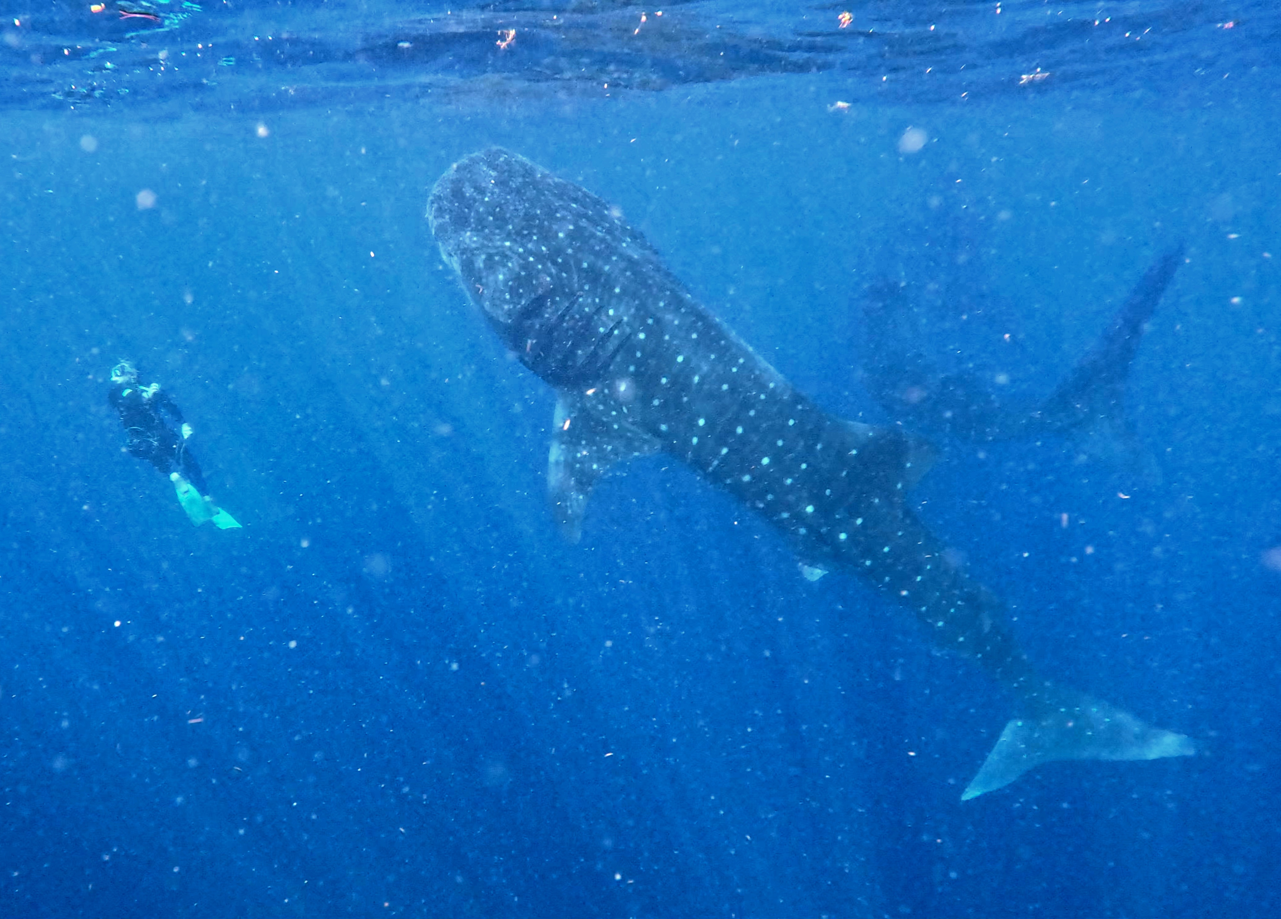Unterwasser-Aufnahme von zwei Walhaien mit gepunkteten Rücken; im Hintergrund ist ein Taucher erkennbar.