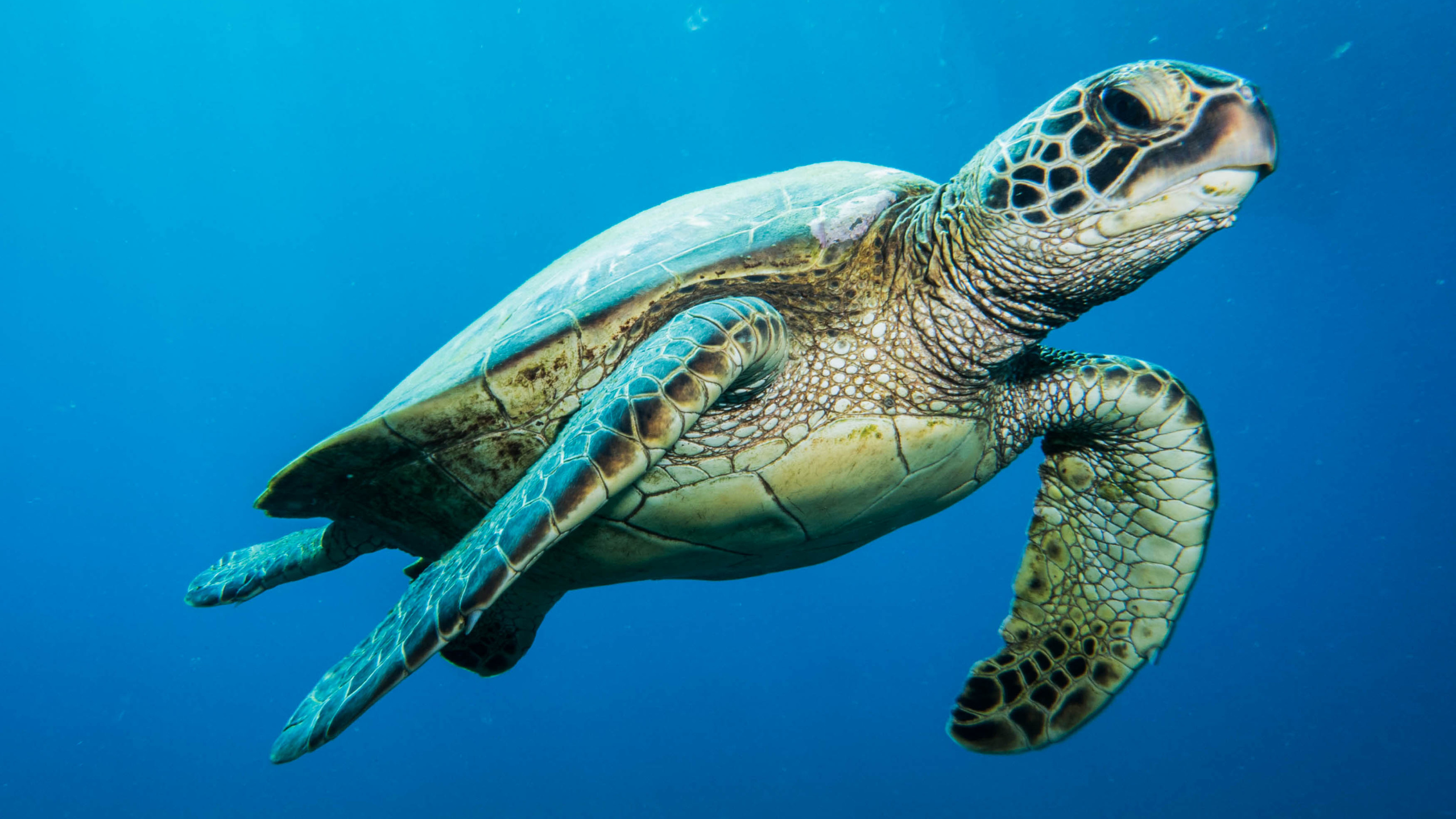Unterwasseraufnahme einer großen, schwimmenden Schildkröte
