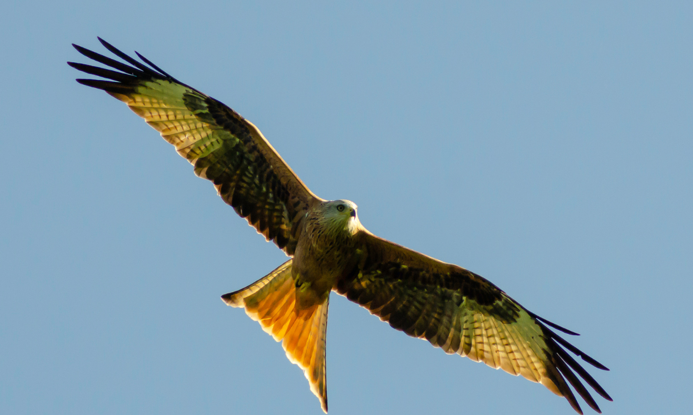 Ein Greifvogel mit langen, schmalen Flügeln fliegt unter wolkenlosem, blauem Himmel.