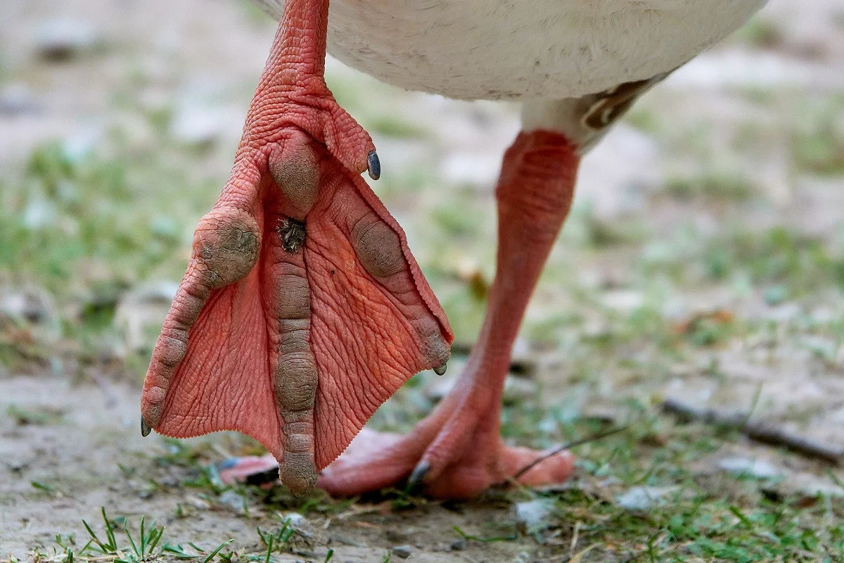 Die roten, mit Schwimmhäuten versehenen Füße eines watschelnden Wasservogels