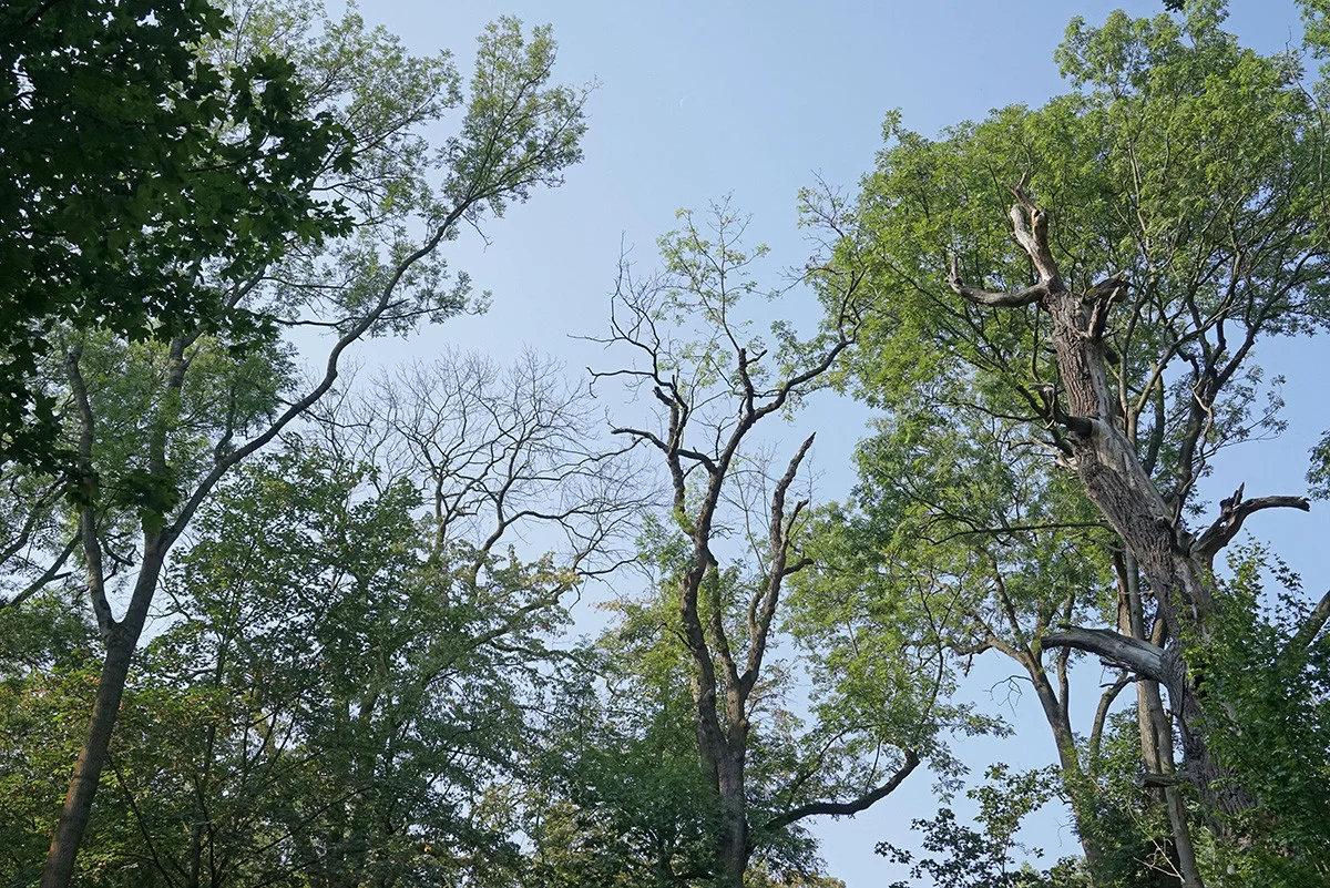 Die Burgaue Die Wipfel einiger grüner Laubbäume ragen zu einem wolkenlosen blauen Himmel empor.