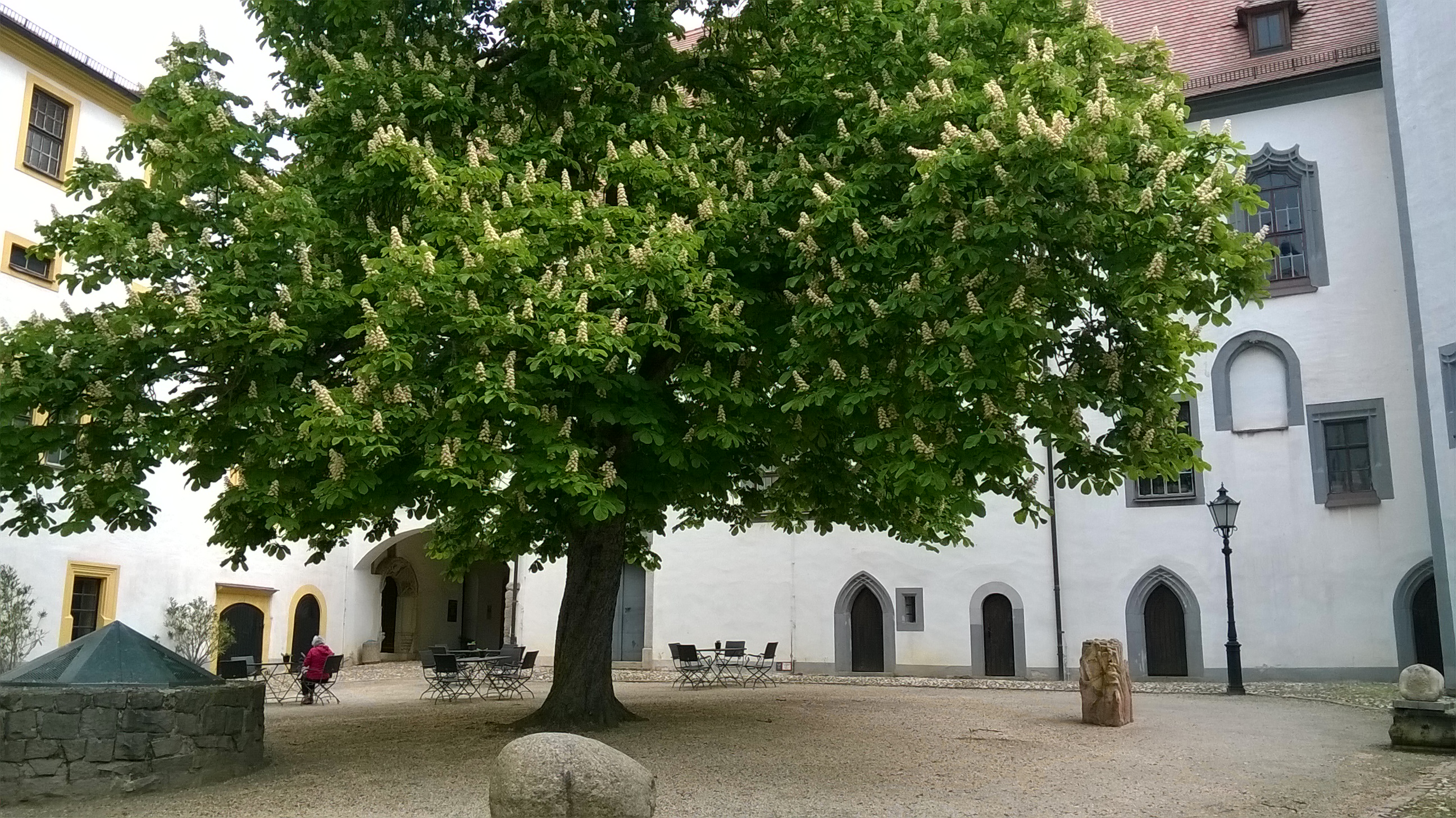 Foto eines riesigen, weiß blühenden Kastanienbaums in einem historischen Schlosshof. Die Mauern des Schlosses im Hintergrund sind weiß getüncht. Neben dem Baum steht ein Brunnen.
