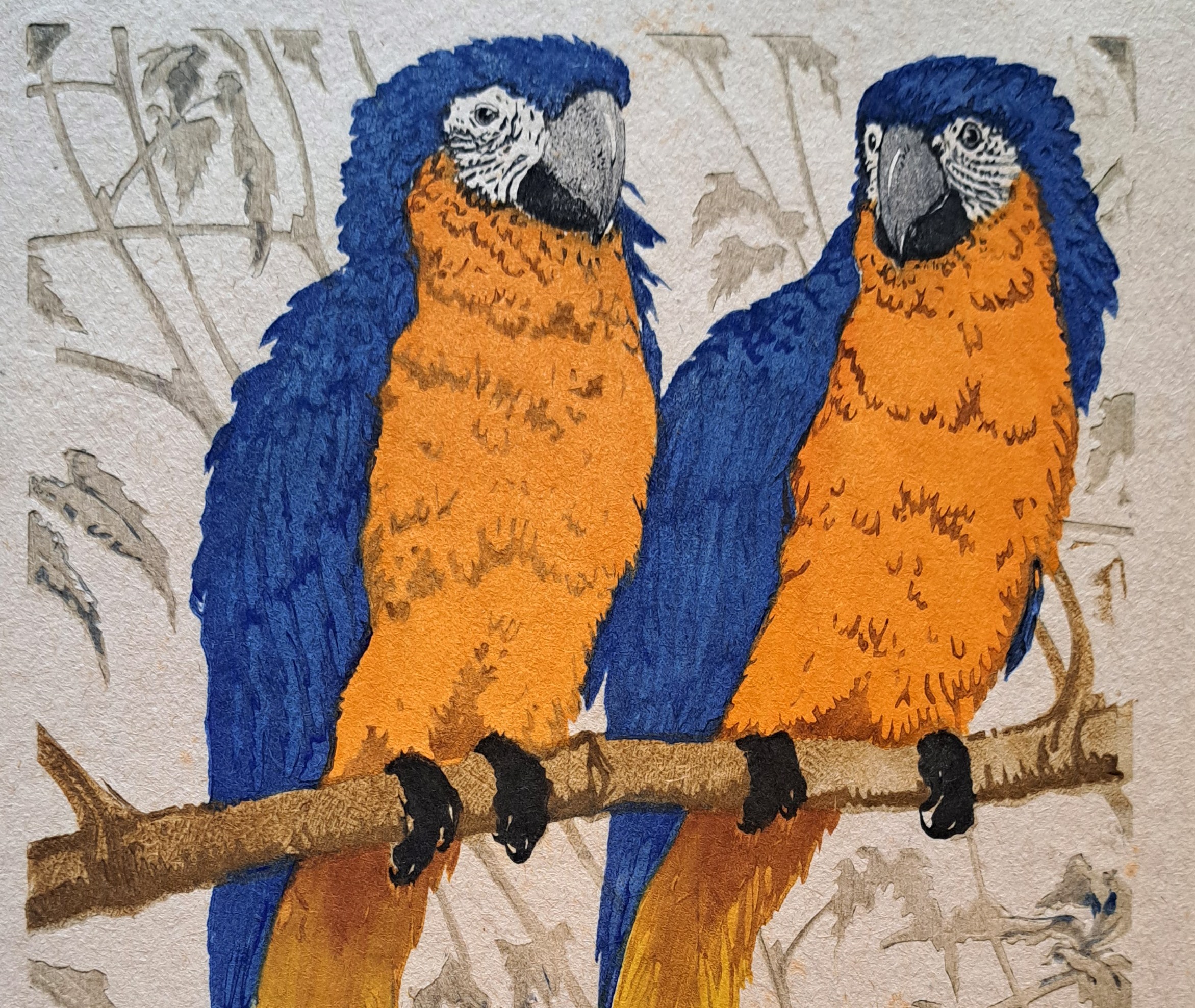 Zwei Papageien-Vögel mit orange-gelbem Bauch, blauen Flügeln und blauem Kopf sitzen nebeneinander auf einem Ast.