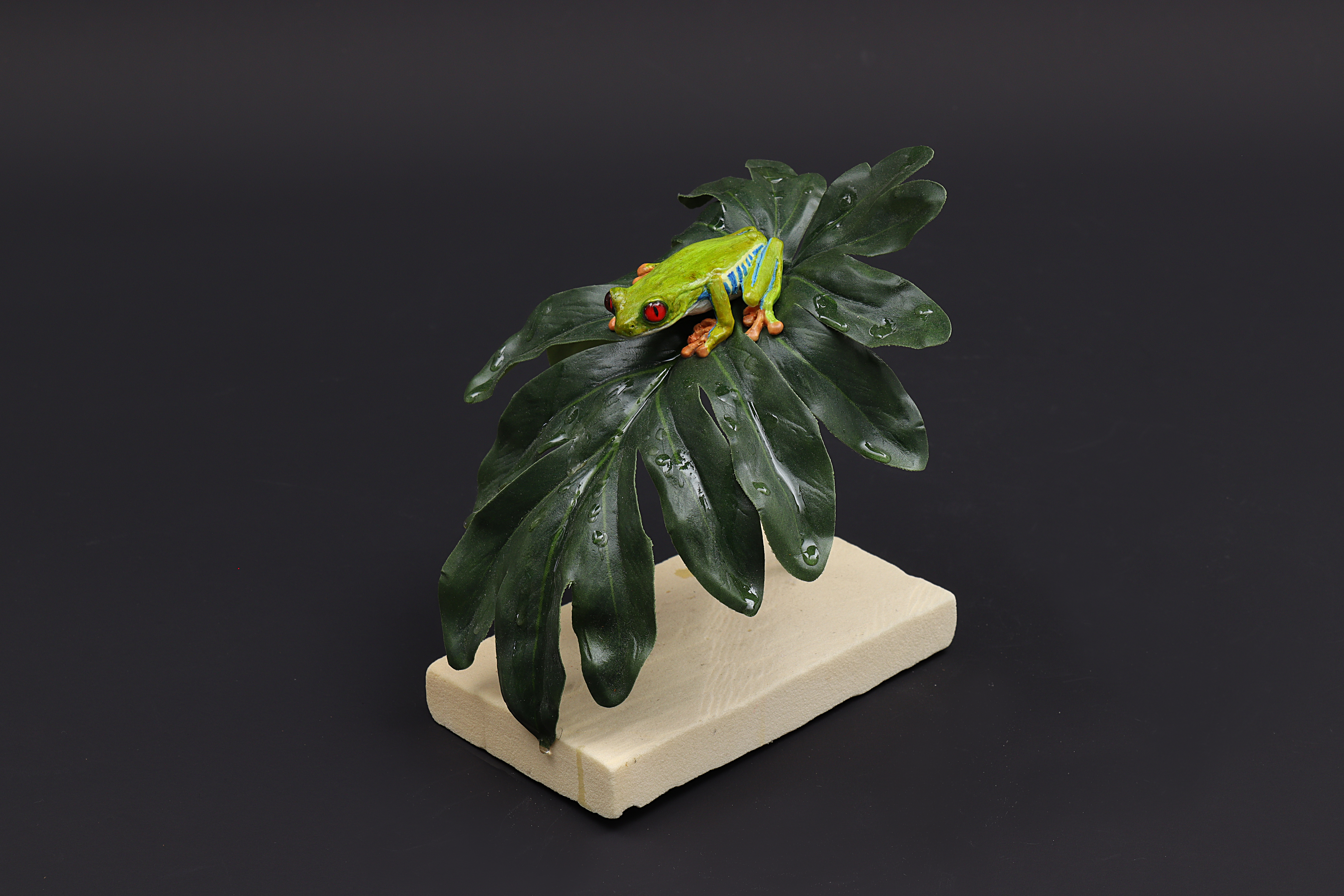 Rotaugenlaubfrosch Präparat eines auf einem großen Blatt sitzenden, kleinen hellgrünen Frosches mit roten Augen