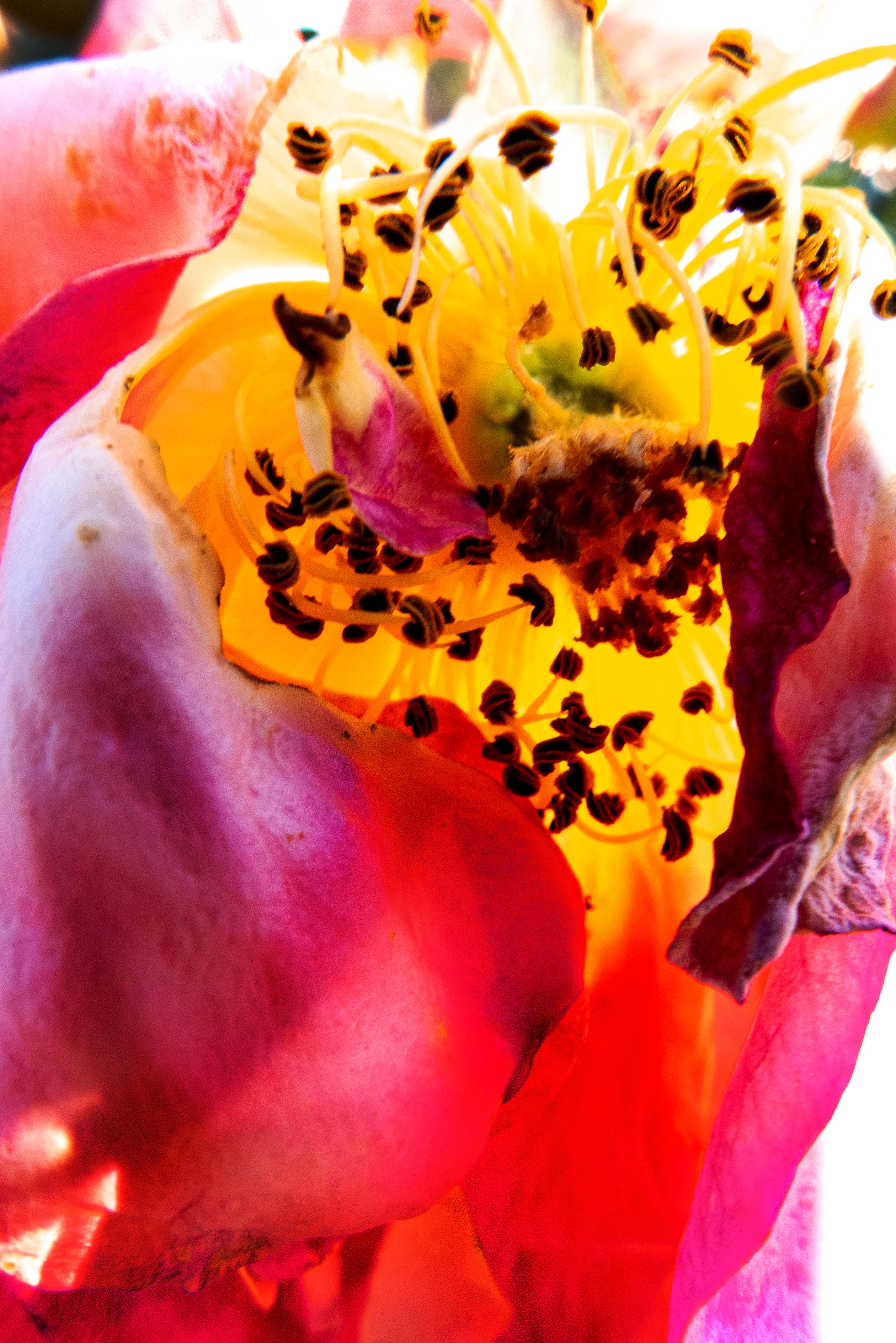 Detailaufnahme einer Blüte in kräftigem Rot und Gelb, in deren Mitte sich kontrastreich die dunklen Staubblätter abheben