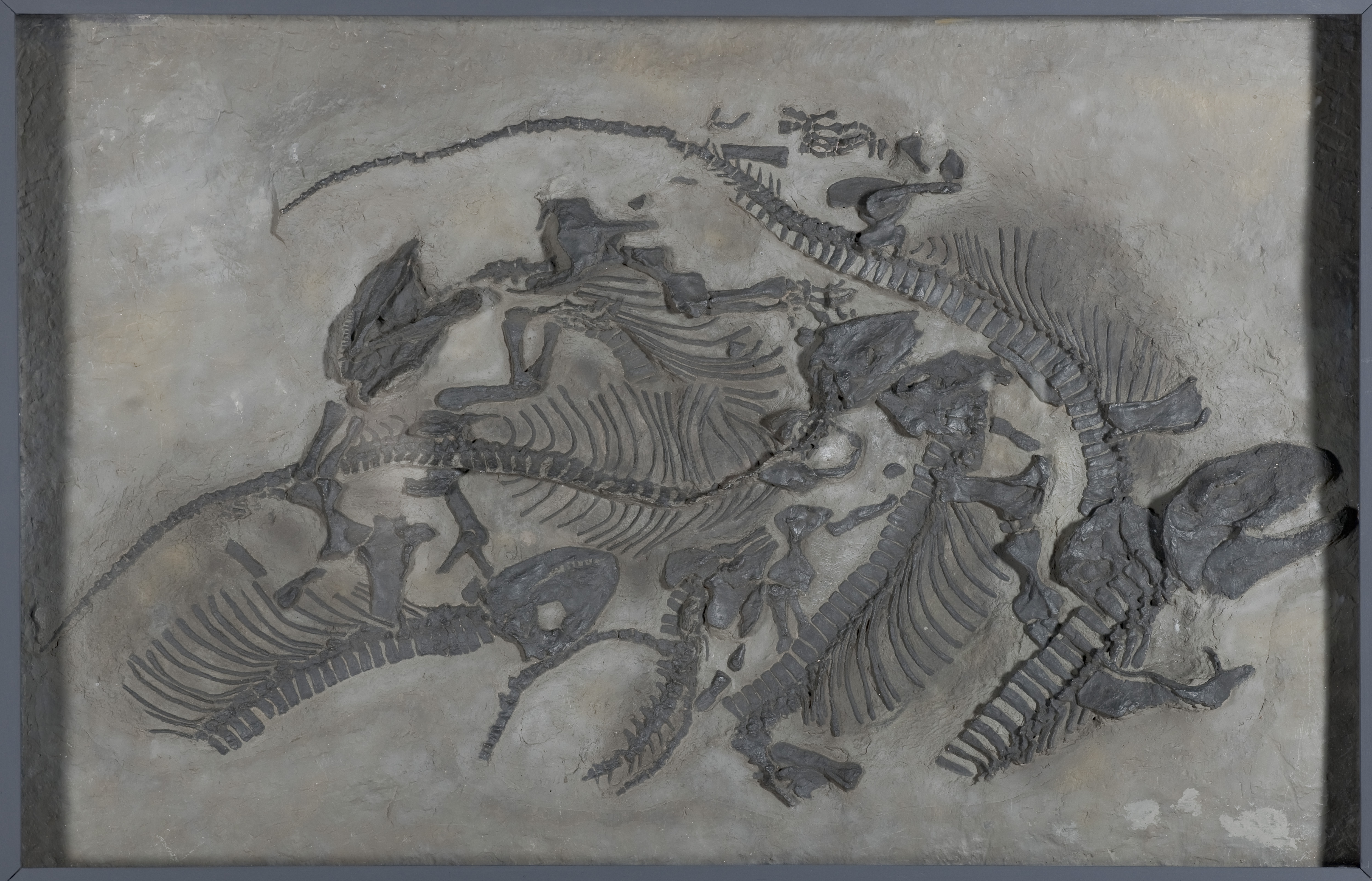 Das Foto zeigt ein Fossil.