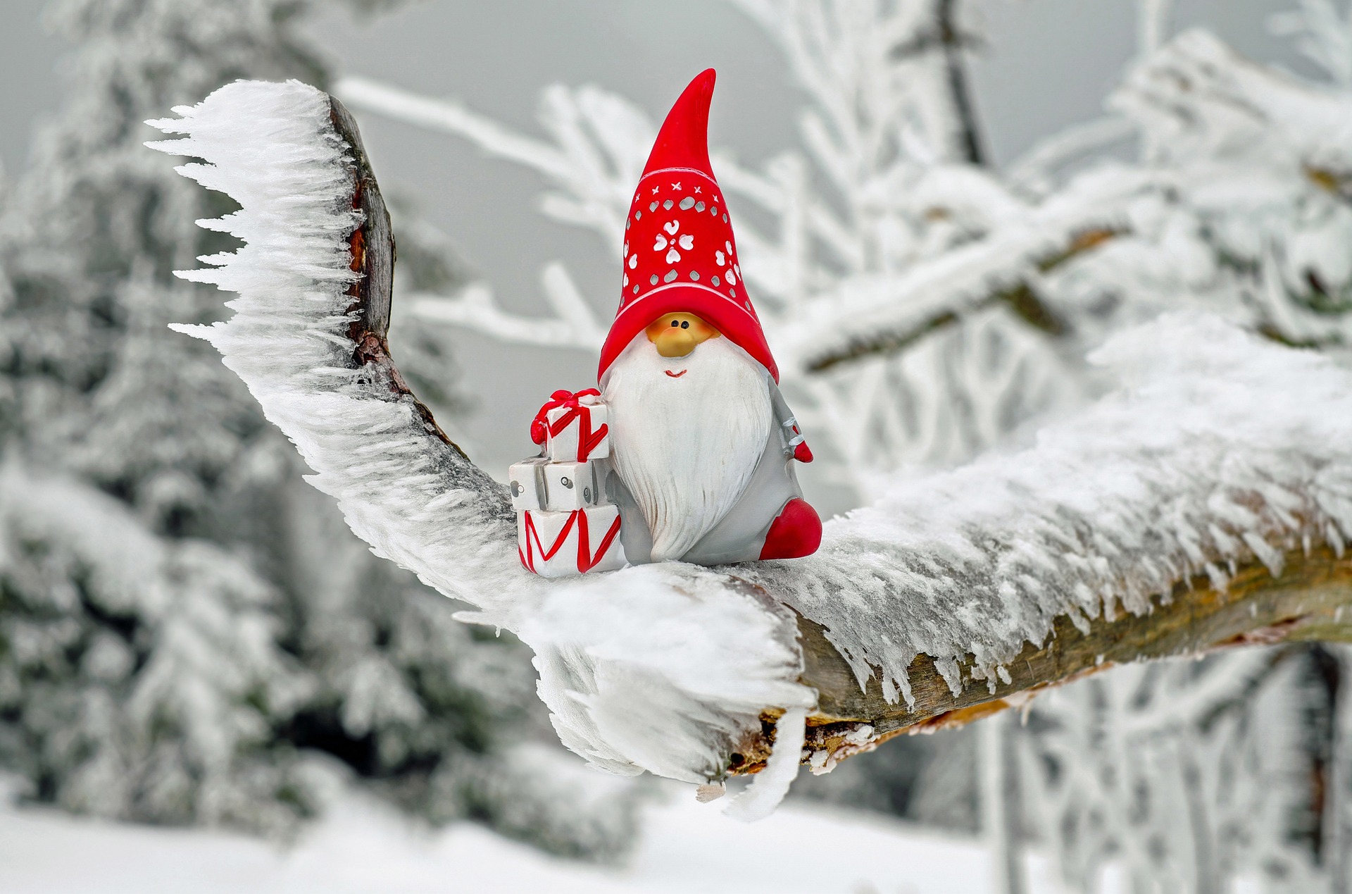 Das Foto zeigt einen kleine Nikolaus-Figur mit langem, weißen Bart und großer, roter Zipfelmütze, die auf einem vereisten Tannenzweig sitzt.