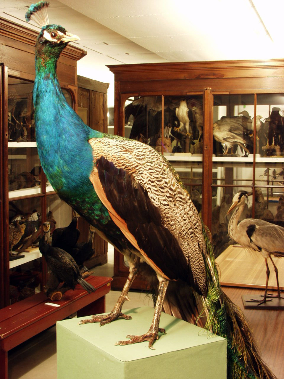 Foto eines auf einem Tisch stehenden präparierten männlichen Pfaus, im Hintergrund zwei historische Vitrinen mit einer Vielzahl ausgestopfter Vögel.