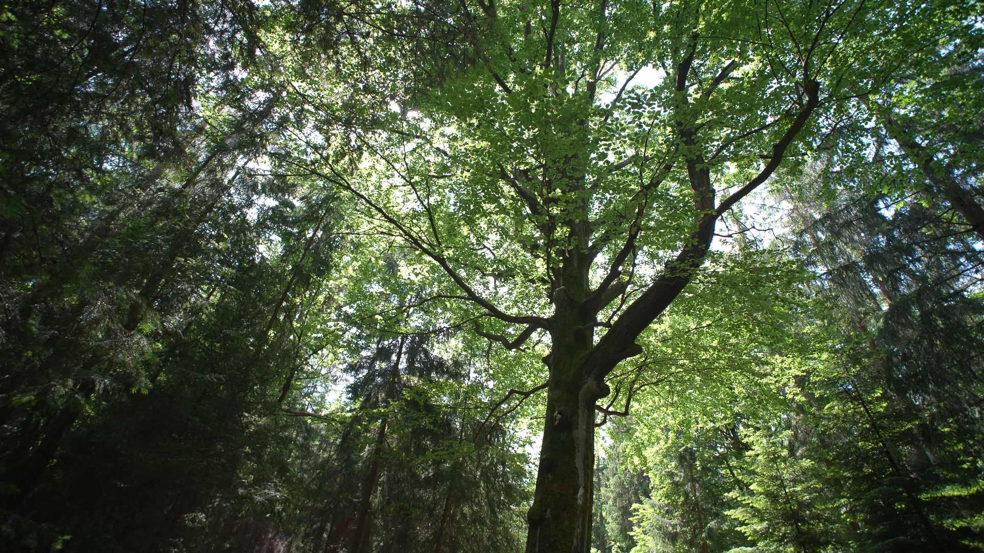 Blick von unten hoch in die grünen Baumkronen eines Waldes